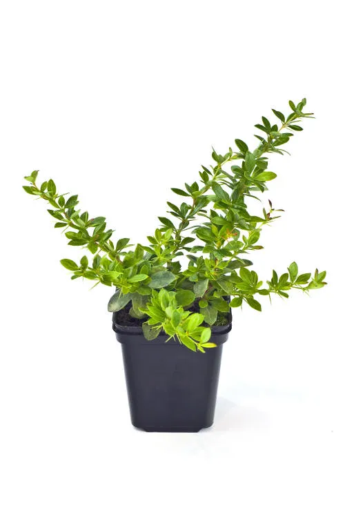 الشتلات 14